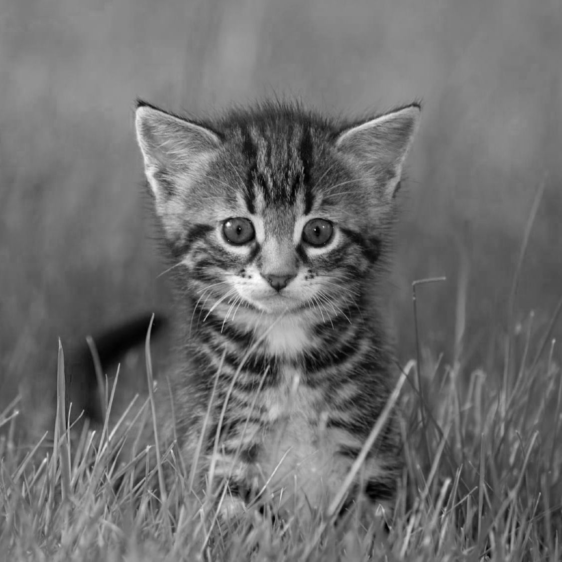 zur Hompage www.hanf-belebt.at zur Hompage www.hanf-belebt.at