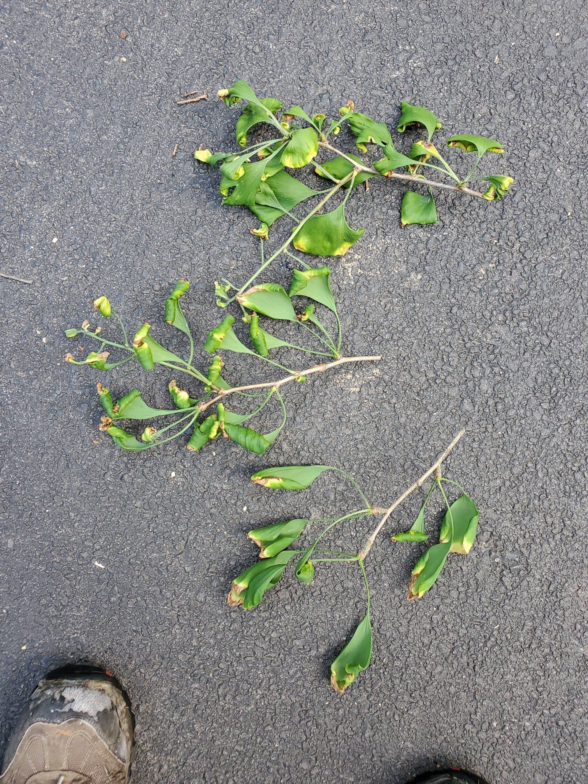 herbicide injuried trees