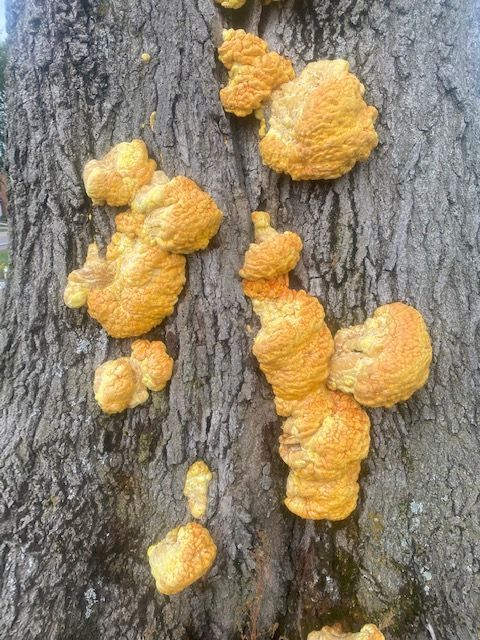 Wood decay in trees