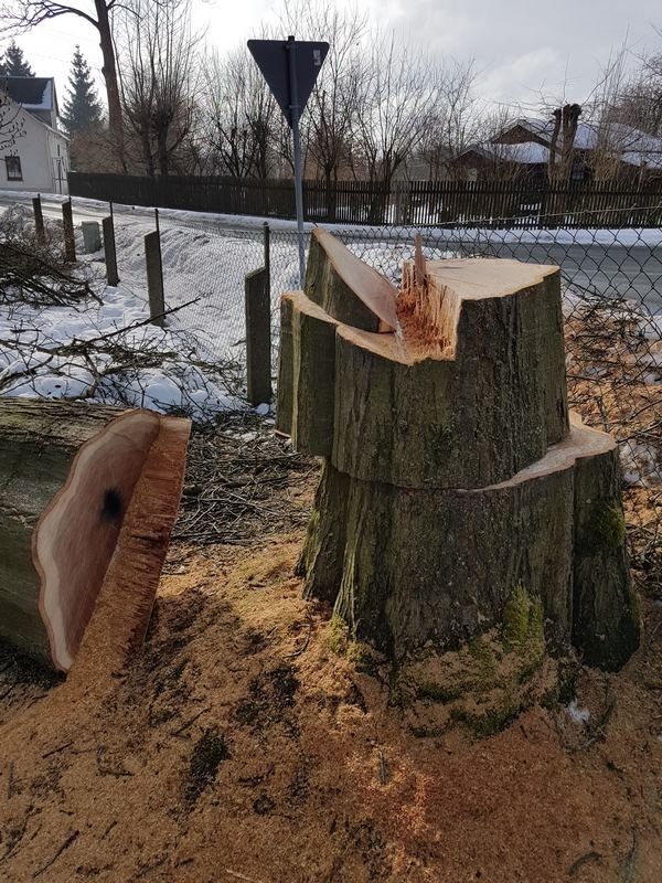 gefällte Roteiche aufgrund Schwammbefall gefällte Roteiche aufgrund Schwammbefall
