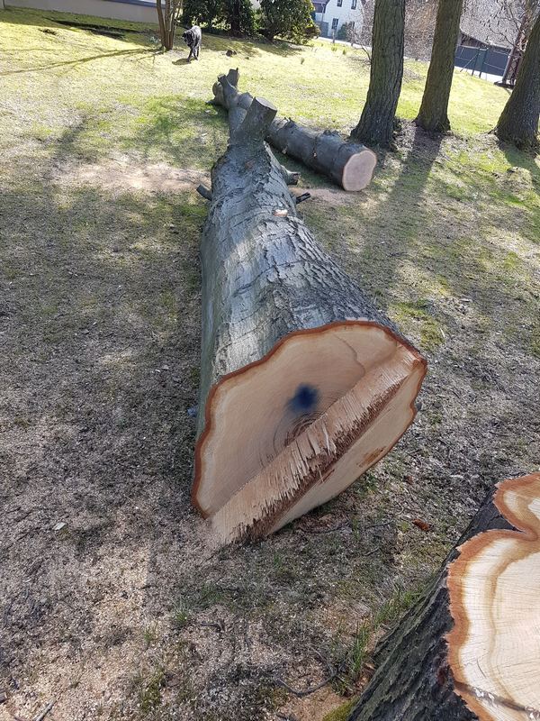 Stamm der gefällten Roteiche Stamm der gefällten Roteiche