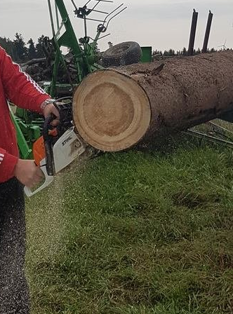 Fichtenstamm wird zu Scheiben gesägt Fichtenstamm wird zu Scheiben gesägt