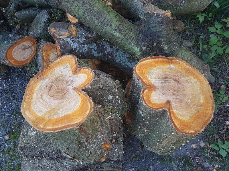 Steba Design Kirschholz Material