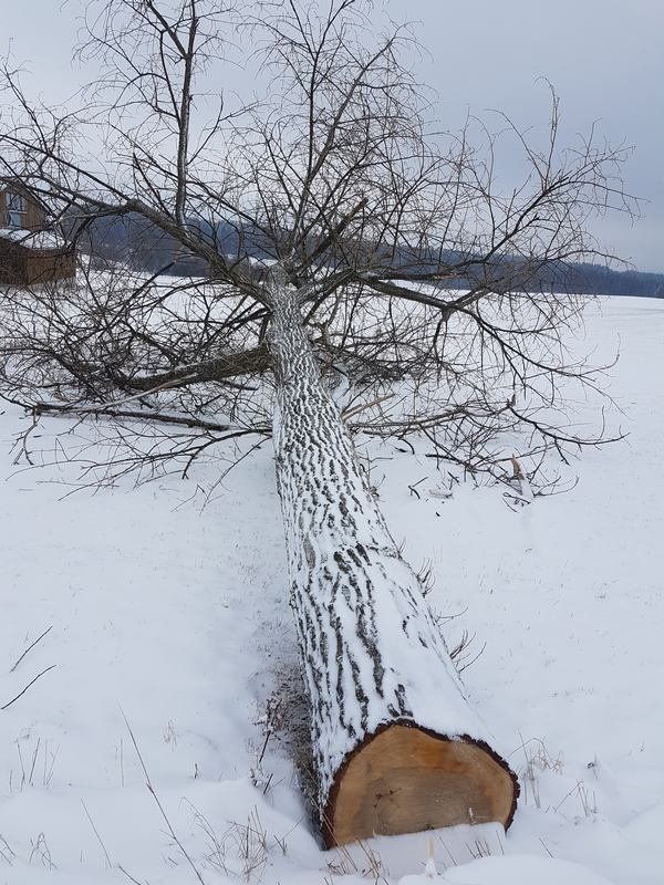 gefällte Pappel gefällter Baum Pappel