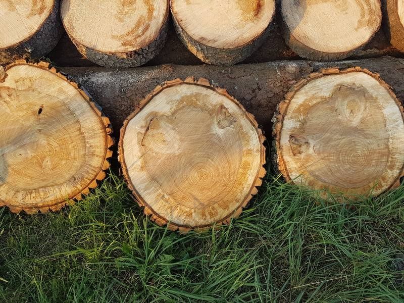 große Baumscheiben einer Pappel große Baumscheiben einer Pappel