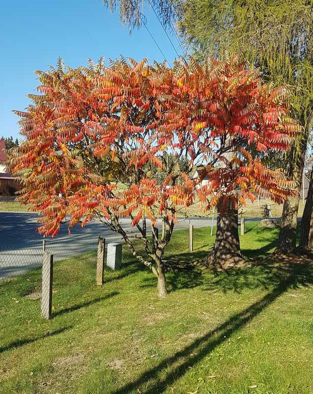 Essigbaum im Herbst mit bunter Laubfärbung Essigbaum im Herbst mit bunter Laubfärbung