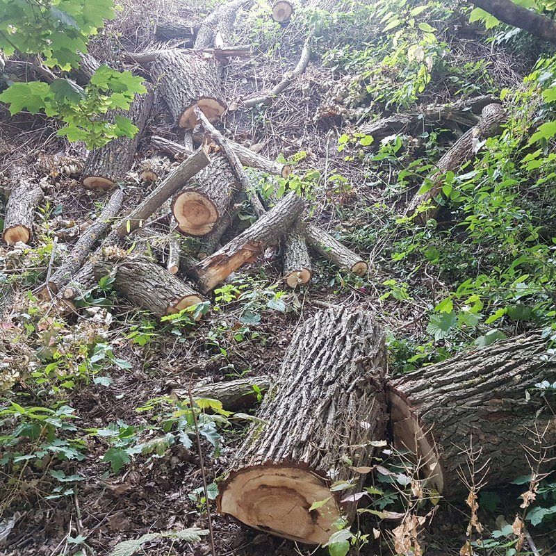 gefällte Weide gefällte Weide Material Holz