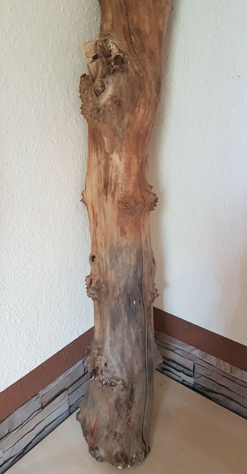 Alter uriger Holunderstamm, unbearbeitet Alter uriger Holunderstamm, unbearbeitet