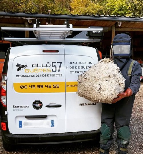 allô guêpes 57 - destruction nids de guêpes et frelons enlèvement nid de guêpes par allô guêpes 57