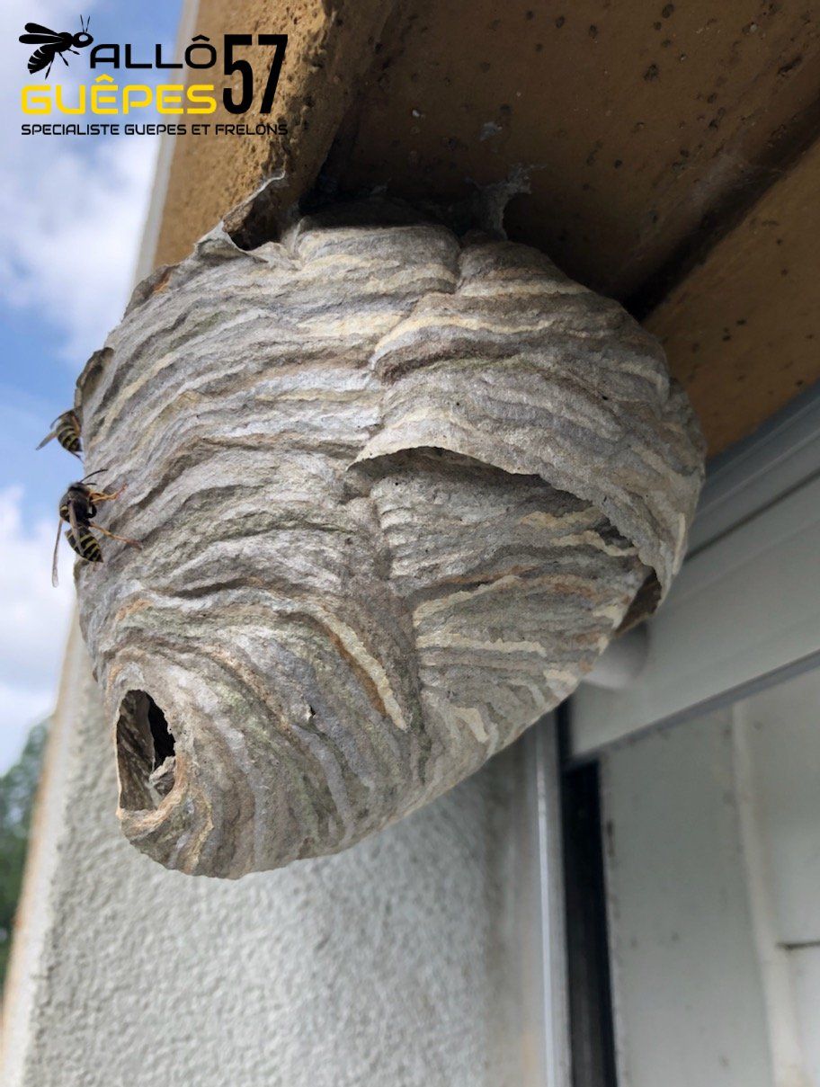 Nid de guêpes devant une fenêtre nid de guêpes devant une fenêtre