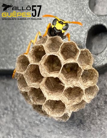 Début de construction d'un nid de guêpes Début de construction d'un nid de guêpes