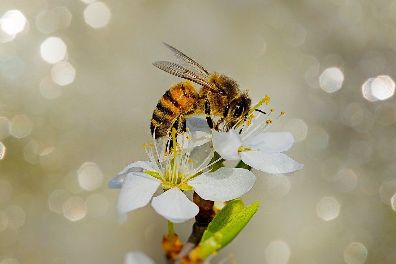 abeille qui butine abeille sur une fleur