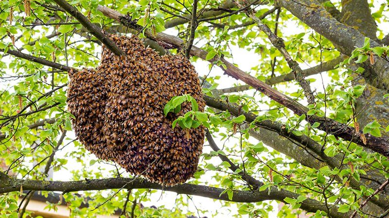 essaim d'abeille sur une branche essaim abeilles sur un arbre