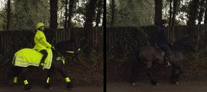 Horse hivis