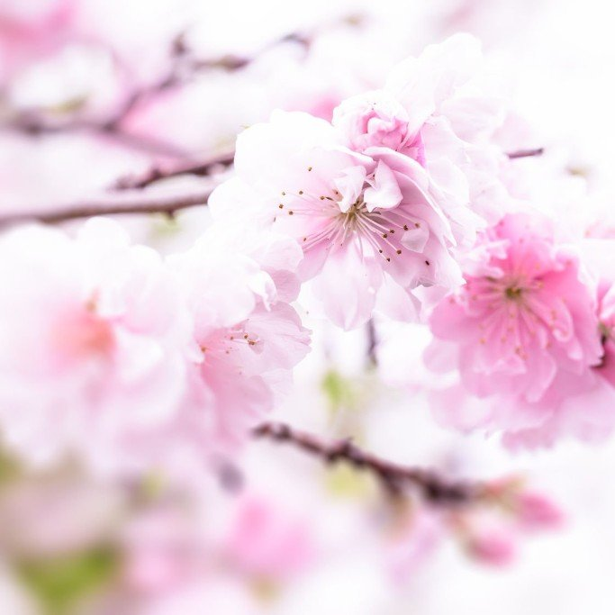 Bild einer rosa Blüte als Platzhalter