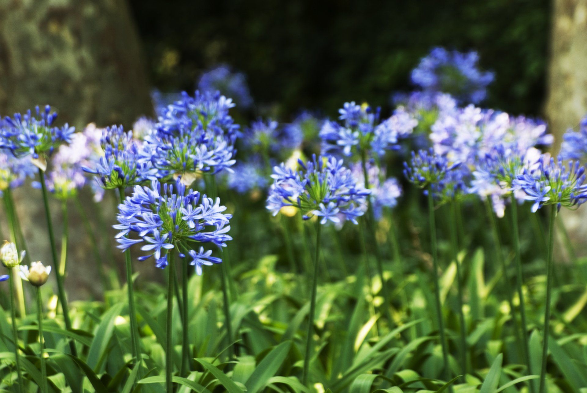 MIMANDOME  Rosa Franco Mendoza