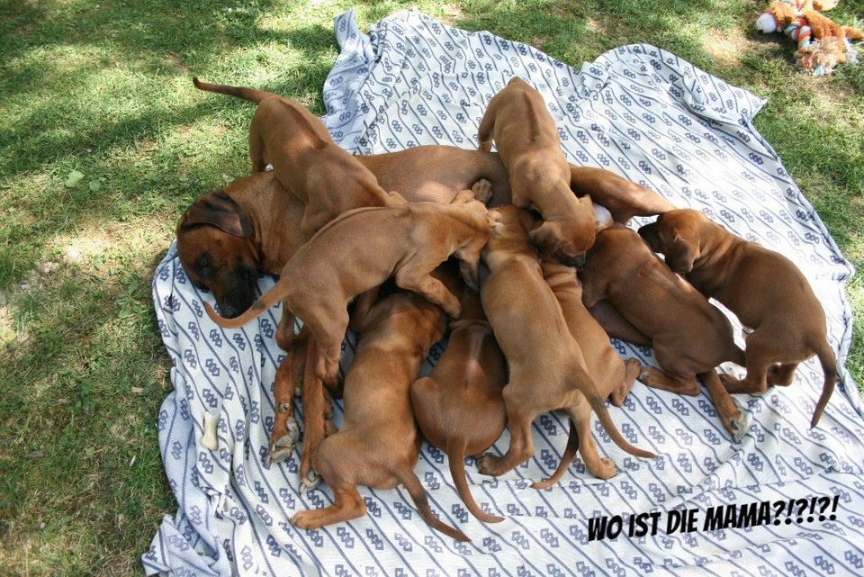 Wo ist die Mama???