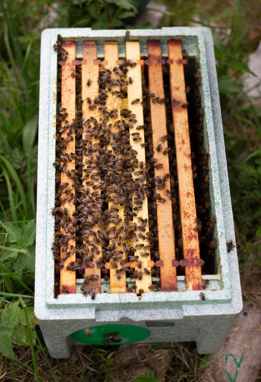 Honey bee nucs Devon