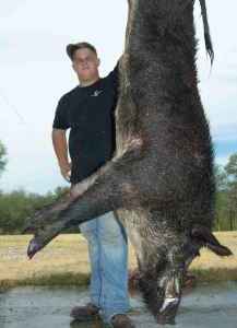 HOGS JAVELINA HUNTS