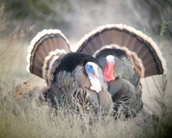Turkey Turkey Hunts