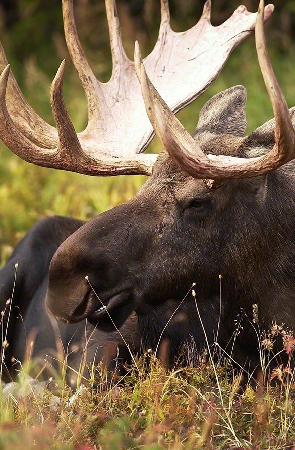 Michigan Minnesota Mississippi Antelope Hunts