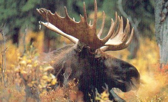 Maine Maryland Massachusetts Antelope Hunts