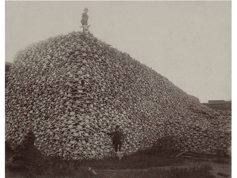 BUFFALO MOOSE HUNTS