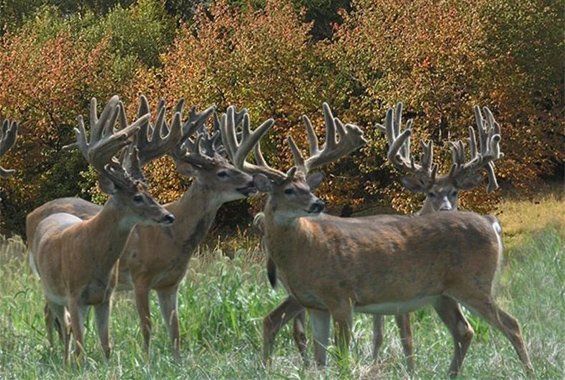 Field of large deer with velvet on their antlers