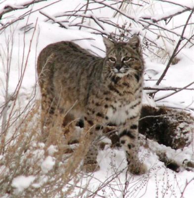 Wolf Lions Predators Varmints Hunts