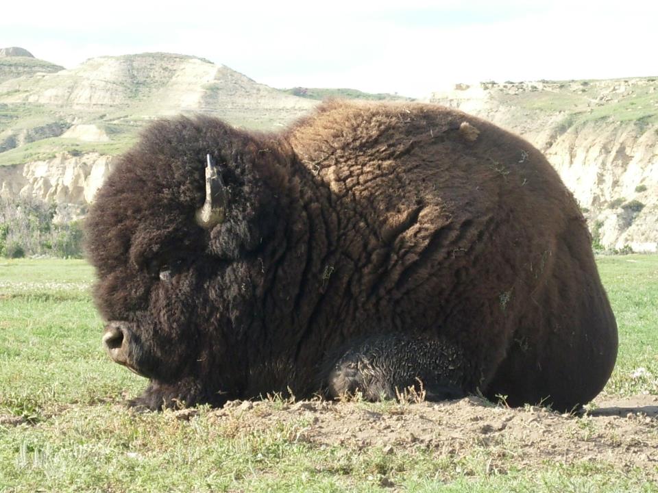 Missouri Montana Nebraska Moose or Buffalo Hunts