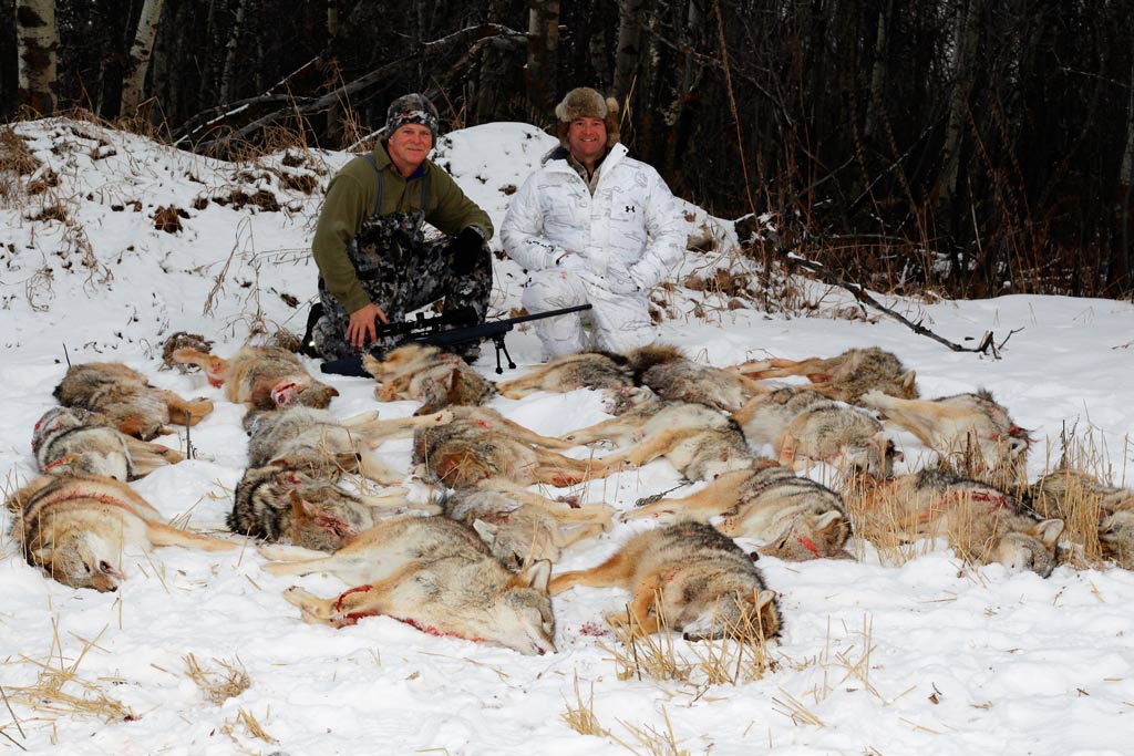 Maine Maryland Massachusetts Bear Wolf Lions Predators Varmints Hunts