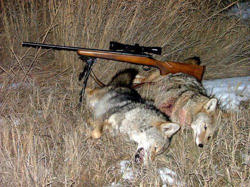 BEAR HUNTS