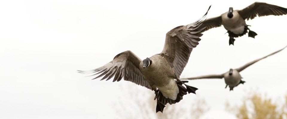 New Jersey Hog and Bird Hunts