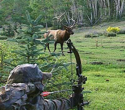 BLACKTAIL HUNTS