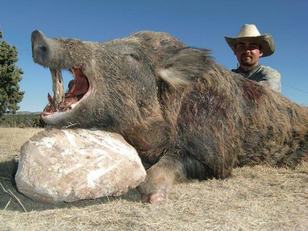 HOGS AND JAVELINA HUNTS