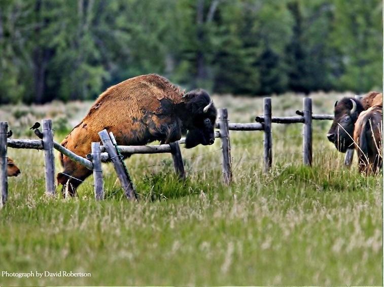 New Mexico New York North Carolina North Dakota Moose Buffalo Hunts