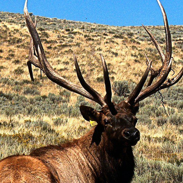Brown Elk A brown elk laying in the grass