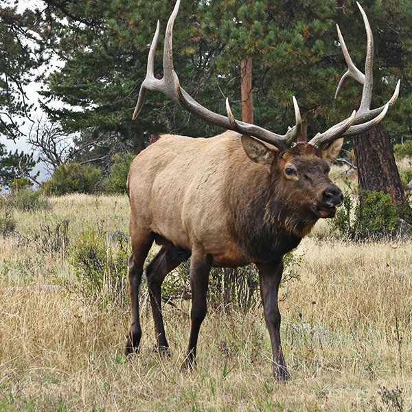 Large elk walking in the grass