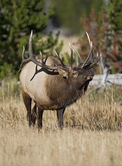 Elk Male elk bugling