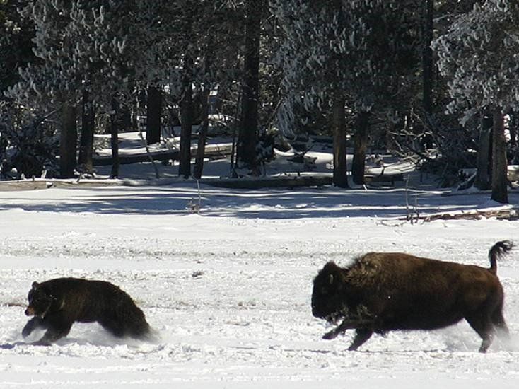 New Mexico New York New Hampshire Moose Buffalo Hunts