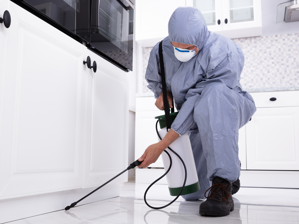 Pest Control South Devon