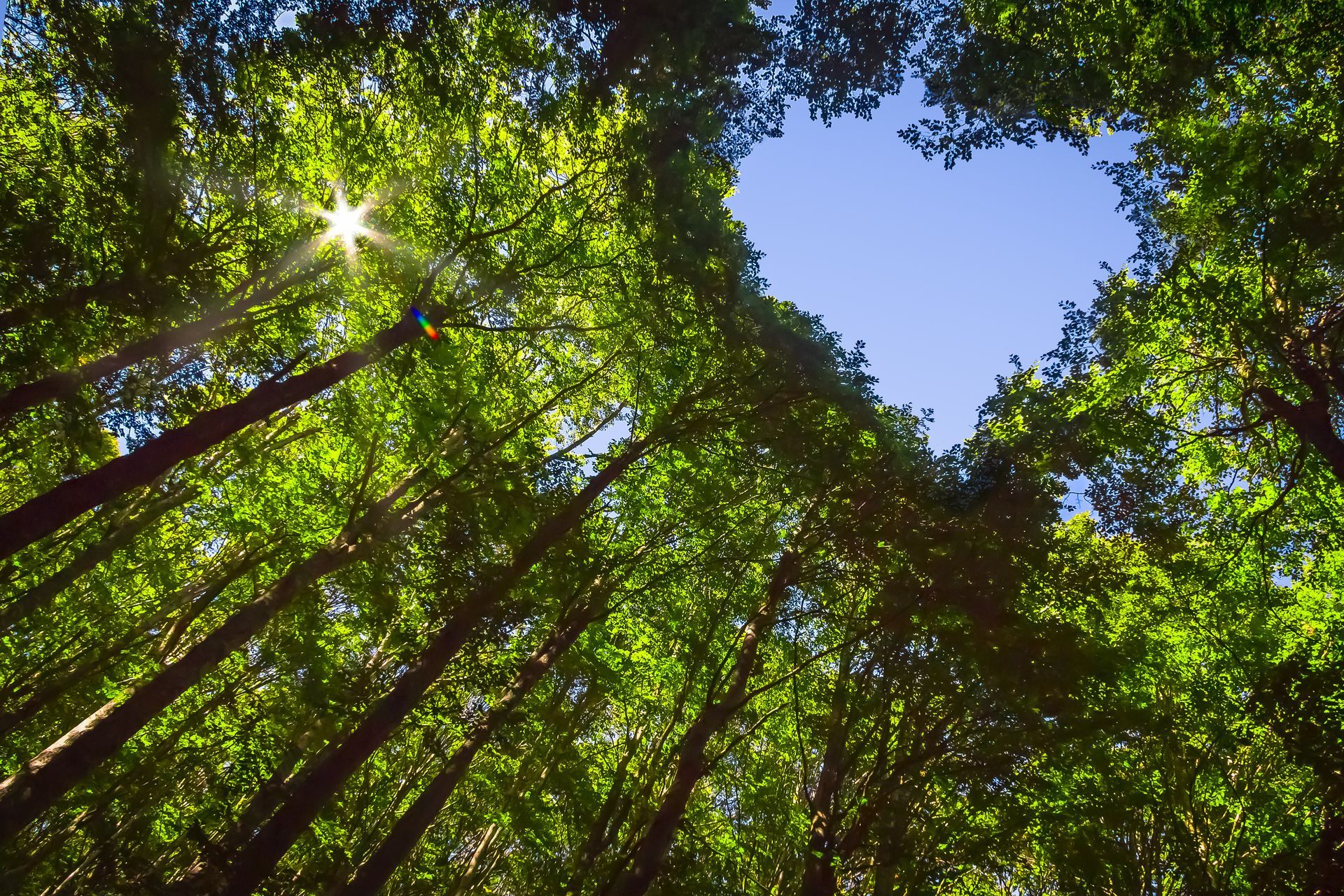 Herz in grünem Blätterdach eines Waldes, Zeichen für Nachhaltigkeit