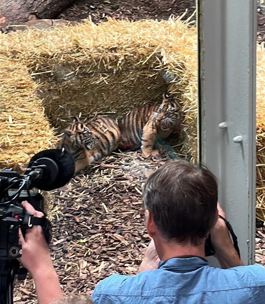 BALZER - Tierpatenschaft für Sumatra-Tiger Rimba BALZER-Tierpatenschaft-Zoo-Frankfurt-Rimba