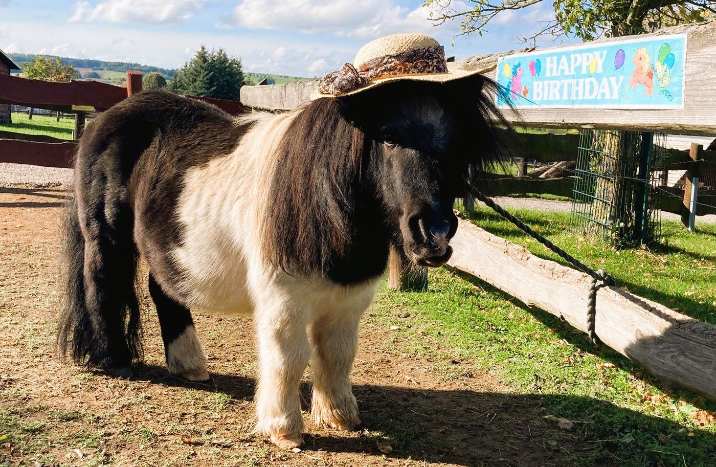 Unser 21 Jahre alter schwarzweißer Shetlandpony-Hengst Bobby.
