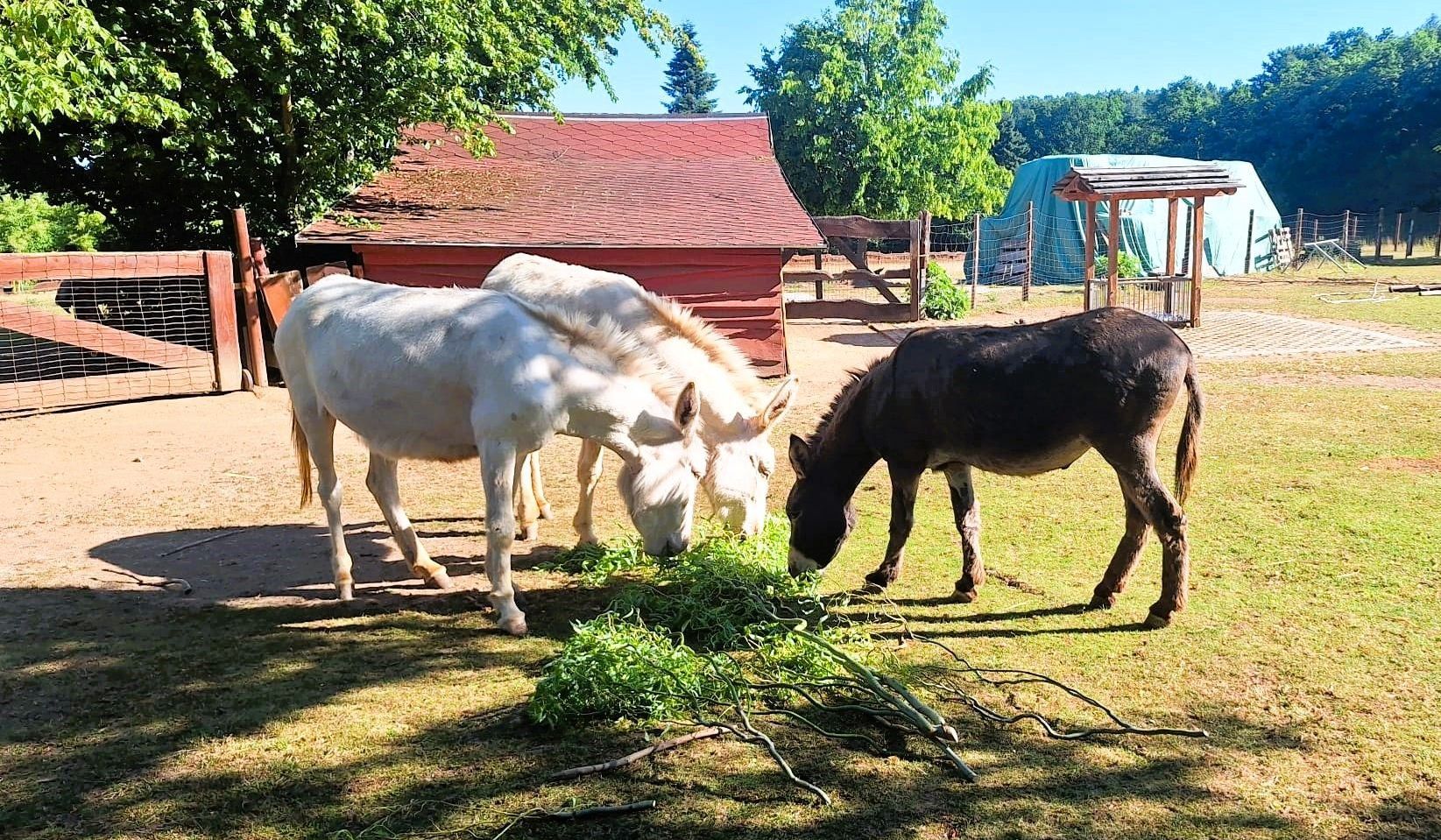 Unsere Esel lassen sich die frischen Weidenzweige schmecken.