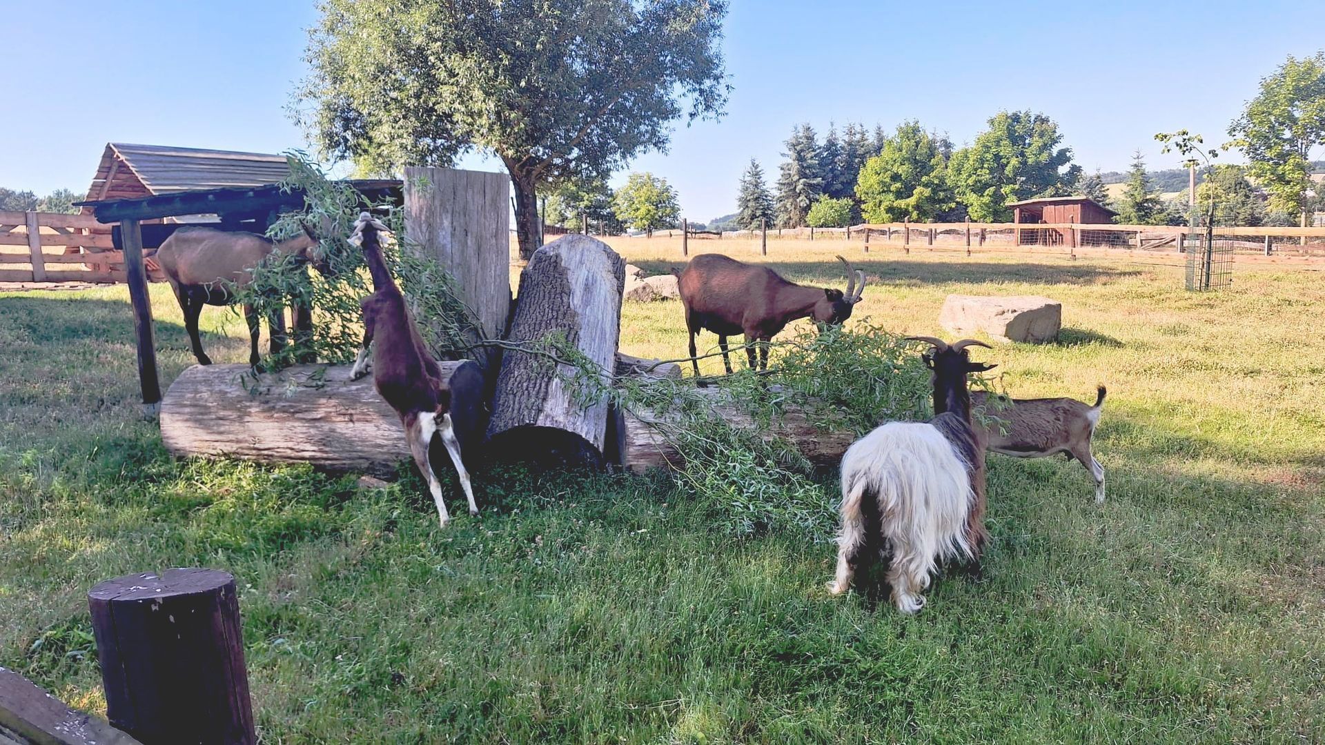 Unseren Ziegen schmecken die frisch geschnittenen Äste ebenfalls sehr gut.