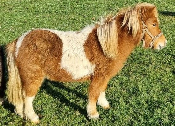 Shetlandpony