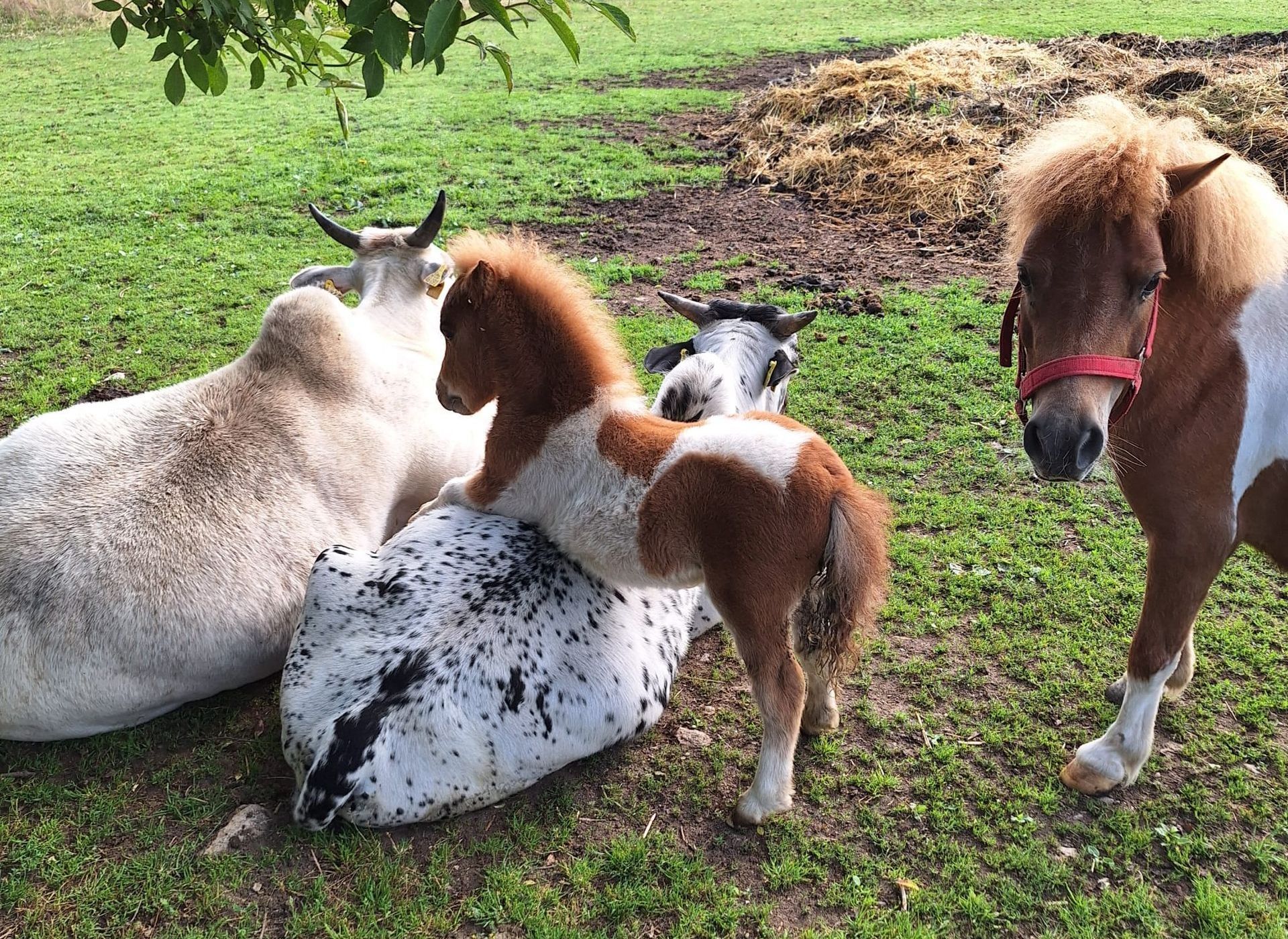 Die Freundschaft zwischen den Zwergzebus und dem zwei Monate alten Shetlandpony-Fohlen wird immer inniger.
