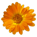 Calendula