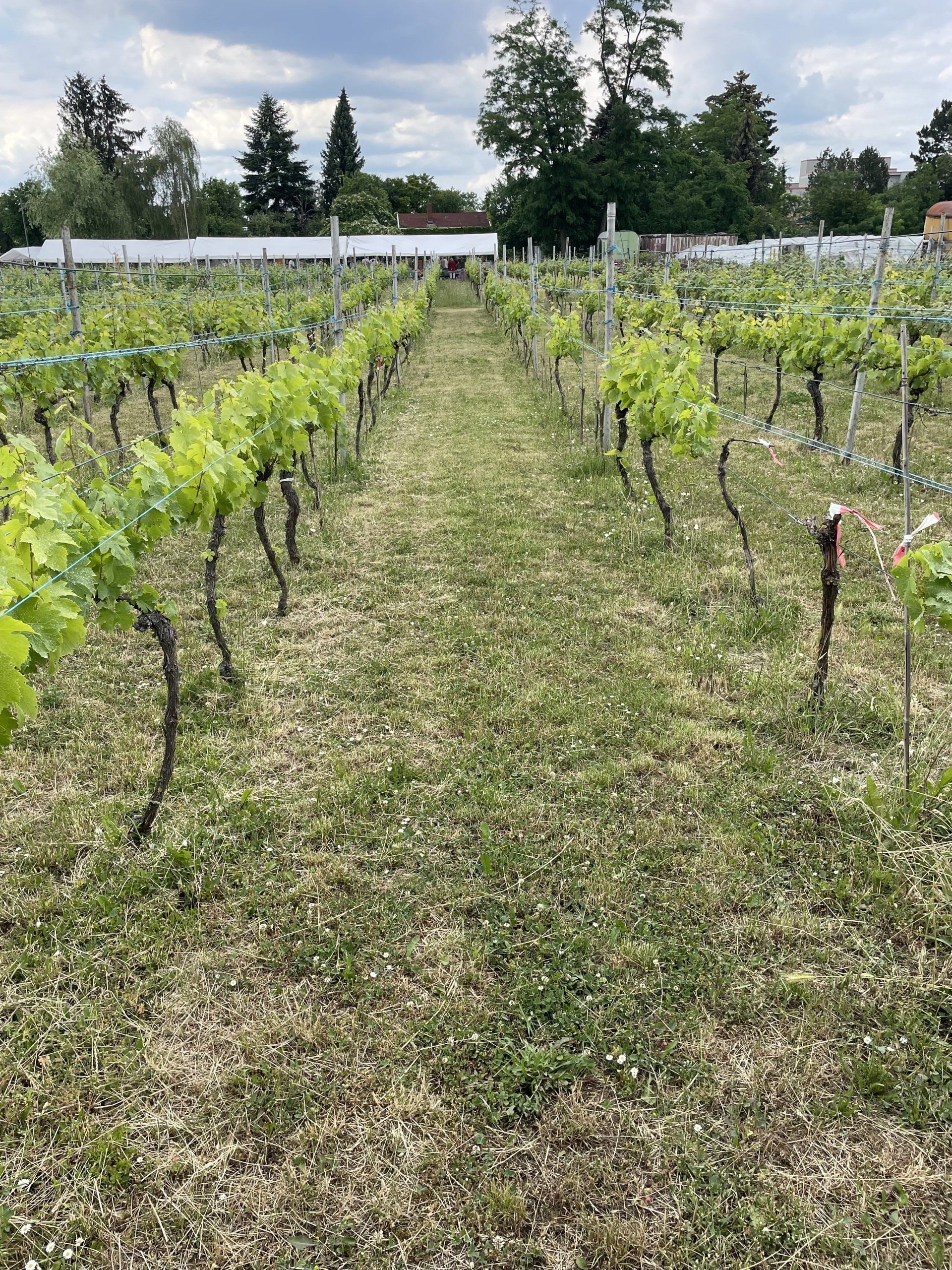 Weinberg der WeinKultur